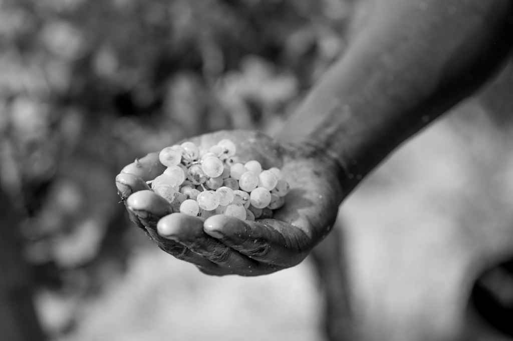 Zwart wit foto een hand met druiven in